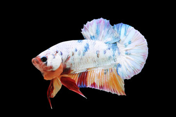 Betta Candy Nemo Halfmoon Plakat HMPK Male or Plakat Fighting Fish Splendens  on Black Background.
