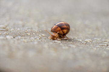 Brown snail crawling on a plastic film in the drops of rain and the setting sun.
