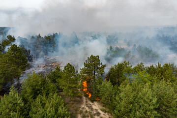 Naklejka premium Forest fire in the coniferous forest, aerial view. The human factor that caused the disaster. Shooting from the drone.