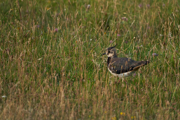  Northern lapwing Vanellus vanellus also known as peewit or pewit tuit or tew it green plover pyewipe or just lapwing