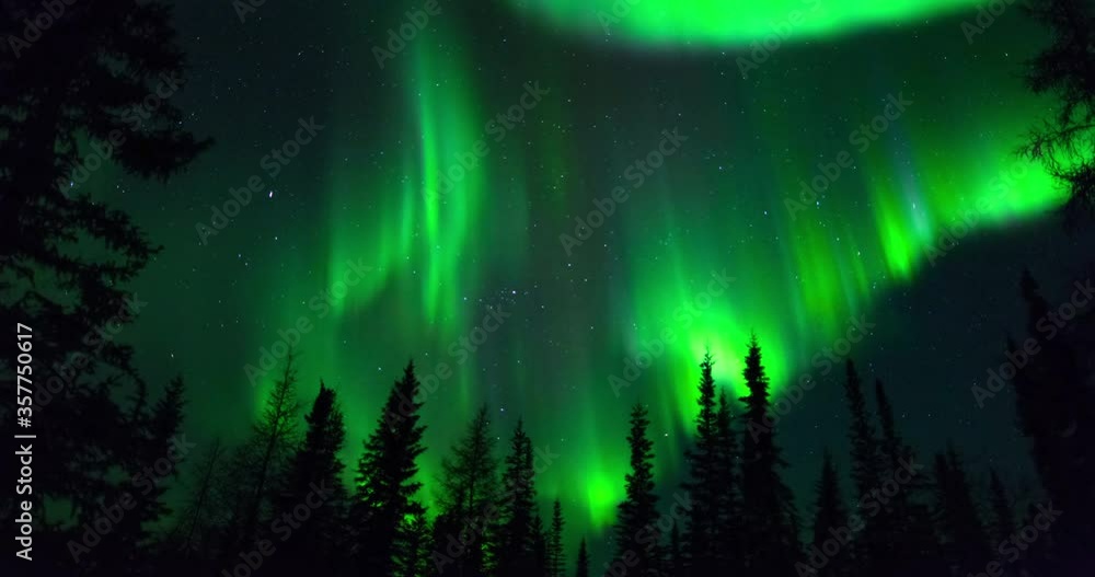 Wall mural lockdown time lapse shot of silhouette trees against green northern lights in dark at night - northw