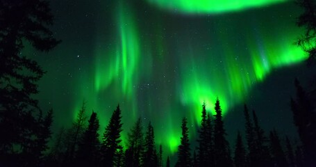 Lockdown time lapse shot of silhouette trees against green northern lights in dark at night - Northwest Territories, Canada