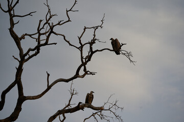 White backed vulture group Gyps africanus couple Old World vulture family Accipitridae