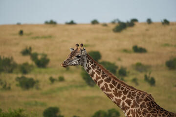 Giraffe Africa Giraffa Safari Big Five Africa