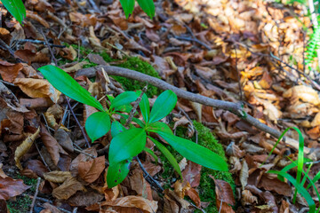 Green plants in the autumn forest.