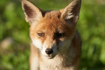 Red Fox Portrait Vulpes Vulpes Evening Sun