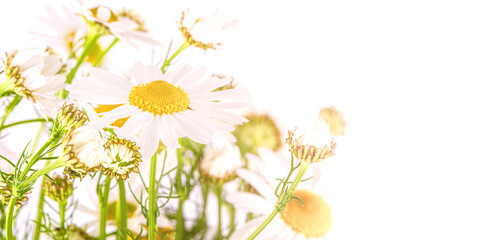 Obraz na płótnie Canvas chamomile in white sun light. Selective focus