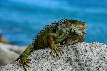 Fototapeta premium Green lizards iguana. Iguana dragon.
