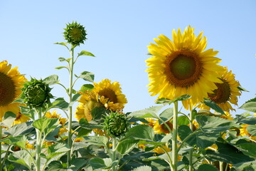 Sunflowers and saplings Sunflowers Clear sky Blue

R