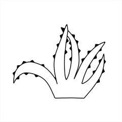 Plant, agave, hand drawn vector illustration