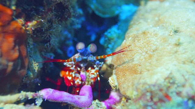 Peacock mantis shrimp walking around  the reef