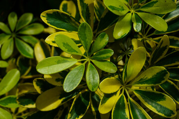 Beautiful of green yellow tropical leaves.