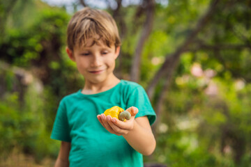 Hand harvesting Cashew fruit cashew apple in hand