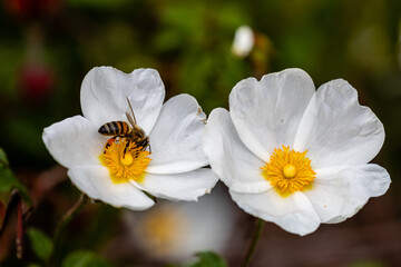 bee on little white flowers