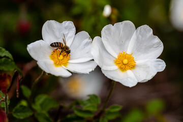 Obraz na płótnie Canvas bee on little white flowers