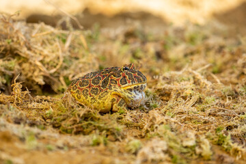Closeup head of Argentine horned frog (Ceratophrys ornata), also known as the Argentine wide-mouthed frog or the ornate pacman frog