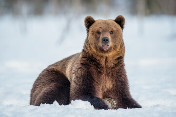 Fototapeta premium Brown bear on the snow in winter forest. Scientific name: Ursus Arctos. Wild Nature. Natural Habitat.