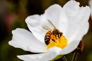 bee on little white flowers