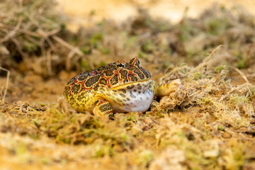 Closeup head of Argentine horned frog (Ceratophrys ornata), also known as the Argentine wide-mouthed frog or the ornate pacman frog