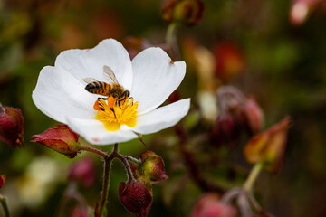 bee on little white flowers