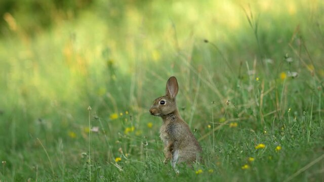 a young wild rabbit is on the lookout in a meadow.