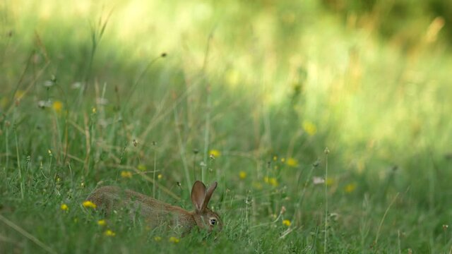 a young wild rabbit is on the lookout in a meadow