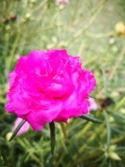 pink rose flower