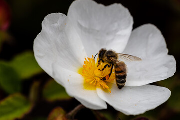 bee on little white flowers