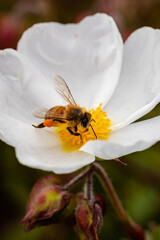 bee on little white flowers