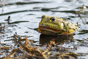 Closeup head of Argentine horned frog (Ceratophrys ornata), also known as the Argentine wide-mouthed frog or the ornate pacman frog