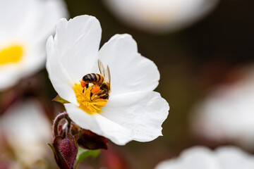 bee on little white flowers