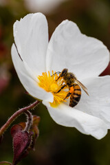 bee on little white flowers