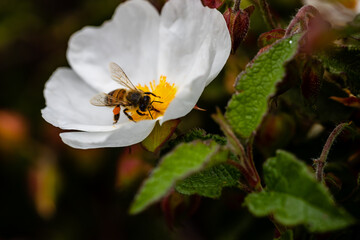 bee on little white flowers