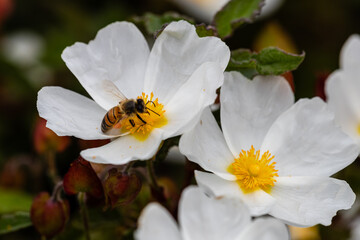 bee on little white flowers