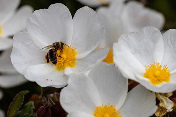 Fototapeta na wymiar bee on little white flowers