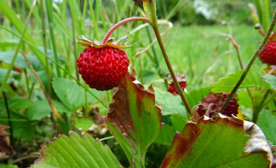 Fraise des bois