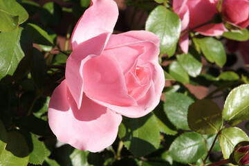 Zarte Blüte einer Rose