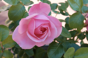 Junge Rosenblüte an einem Rosenstock
