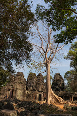Fototapeta premium Alive tree with large roots forming a triangle shape growing in front of a gallery at Banteay Kdei temple, Angkor region, Siem Reap, Cambodia, South east Asia