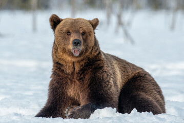 Brown bear on the snow in winter forest. Scientific name: Ursus Arctos. Wild Nature. Natural...
