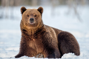 Obraz premium Brown bear on the snow in winter forest. Scientific name: Ursus Arctos. Wild Nature. Natural Habitat.