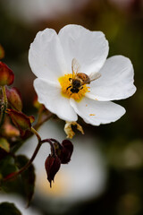 Closeup of a bee with white flower
