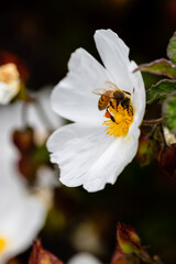 Closeup of a bee with white flower