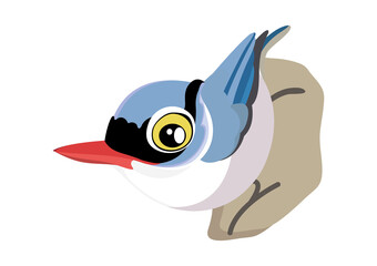 Velvet-fronted nuthatch bird cartoon. Birds collection nuthatch, cute bird vector illustration.