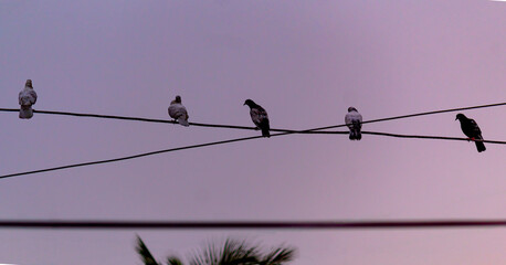 Colourful birds setting on cable during sunset.