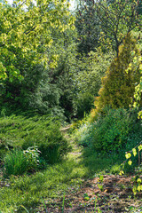 spring garden with coniferous trees