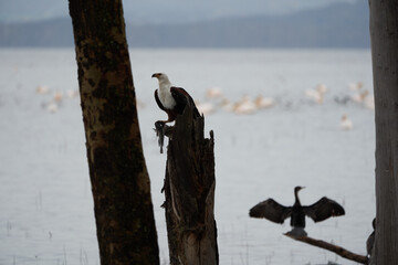 African Fish Sea Eagle Catching Fish Lake Hunting Haliaeetus vocifer