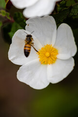 Closeup of a bee with white flower