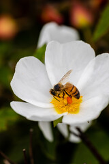 Closeup of a bee with white flower