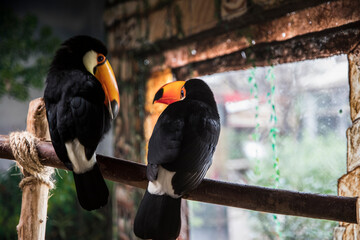 a pair of toucans looking at each other